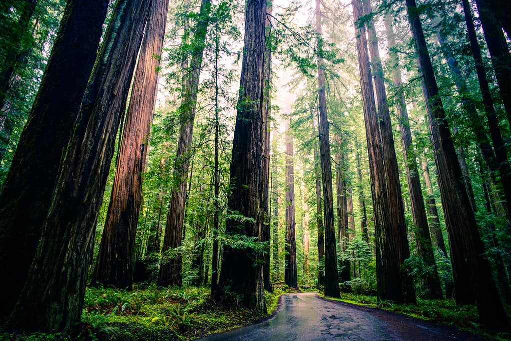 A wet road winding between towering redwood trunks, with ferns on the forest floor and mist in the distance.